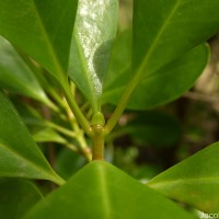 Scyphiphora hydrophylacea C.F.Gaertn.